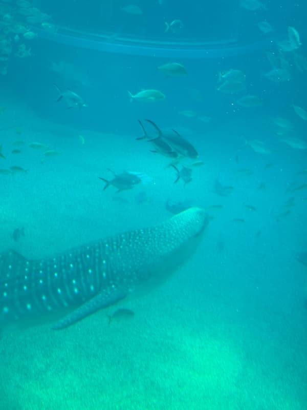 Photo from Kaiyukan Aquarium, Osaka